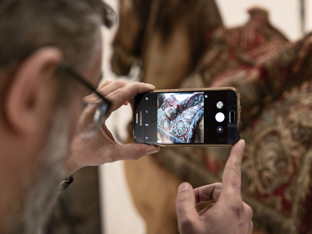 A person photographs the horse Streiff with his mobile phone.