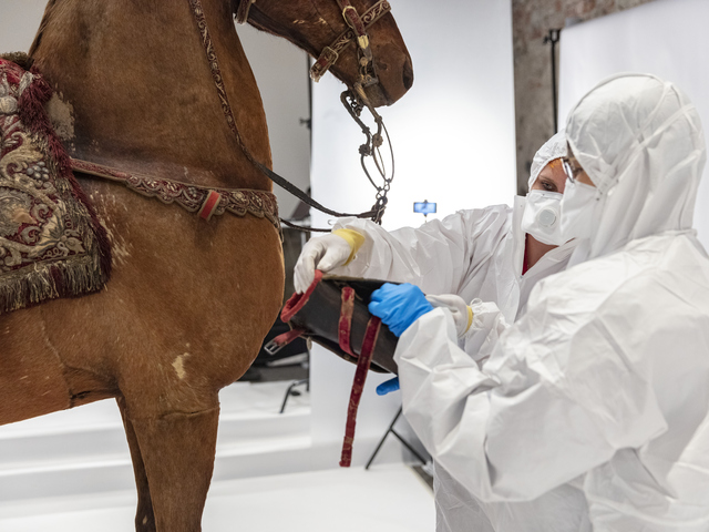 Två konservatorer konserverar stridshäst Streiff som är ett av föremålen i museets samling